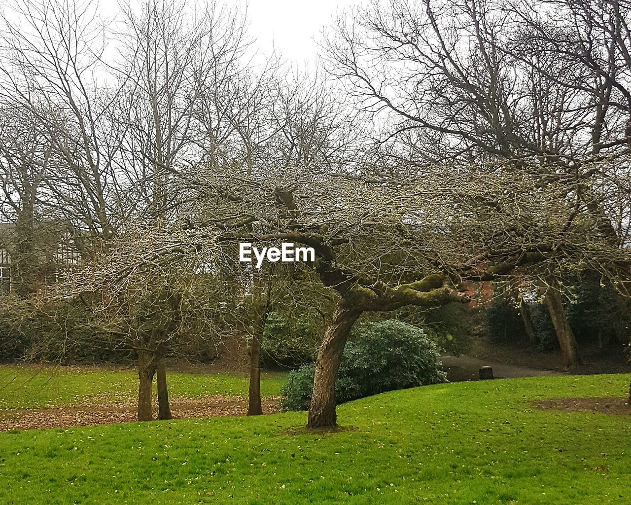 VIEW OF TREE AGAINST SKY