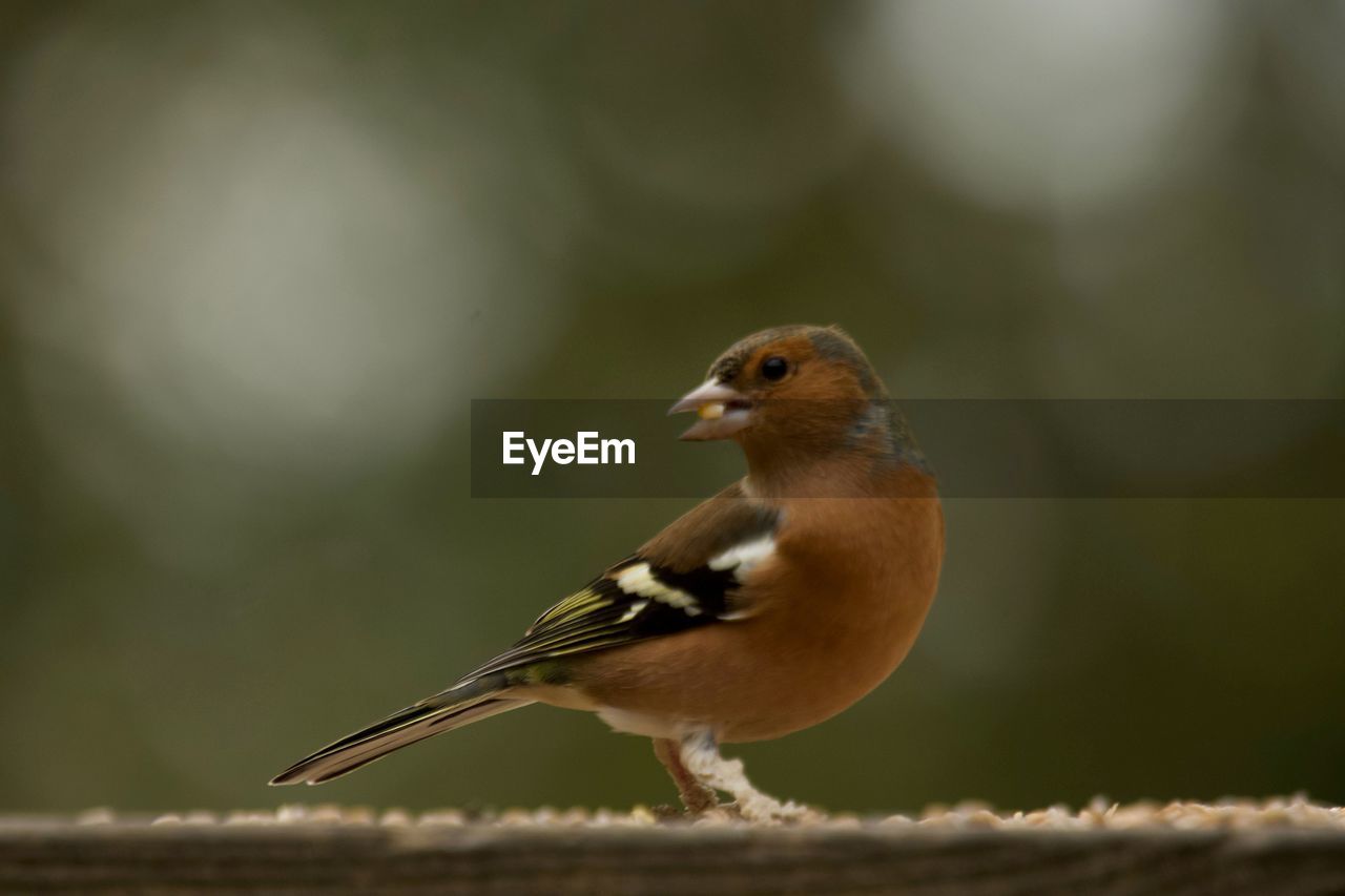 CLOSE-UP OF A BIRD PERCHING