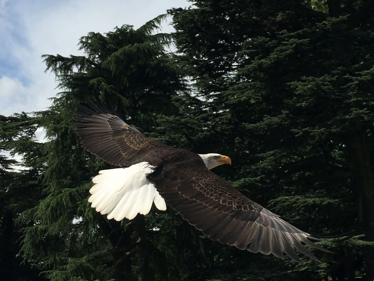 bird, animal, animal themes, flying, tree, animal wildlife, wildlife, spread wings, eagle, plant, one animal, bird of prey, nature, animal body part, bald eagle, no people, sky, animal wing, beauty in nature, wing, outdoors, cloud, mid-air, low angle view, feather, forest