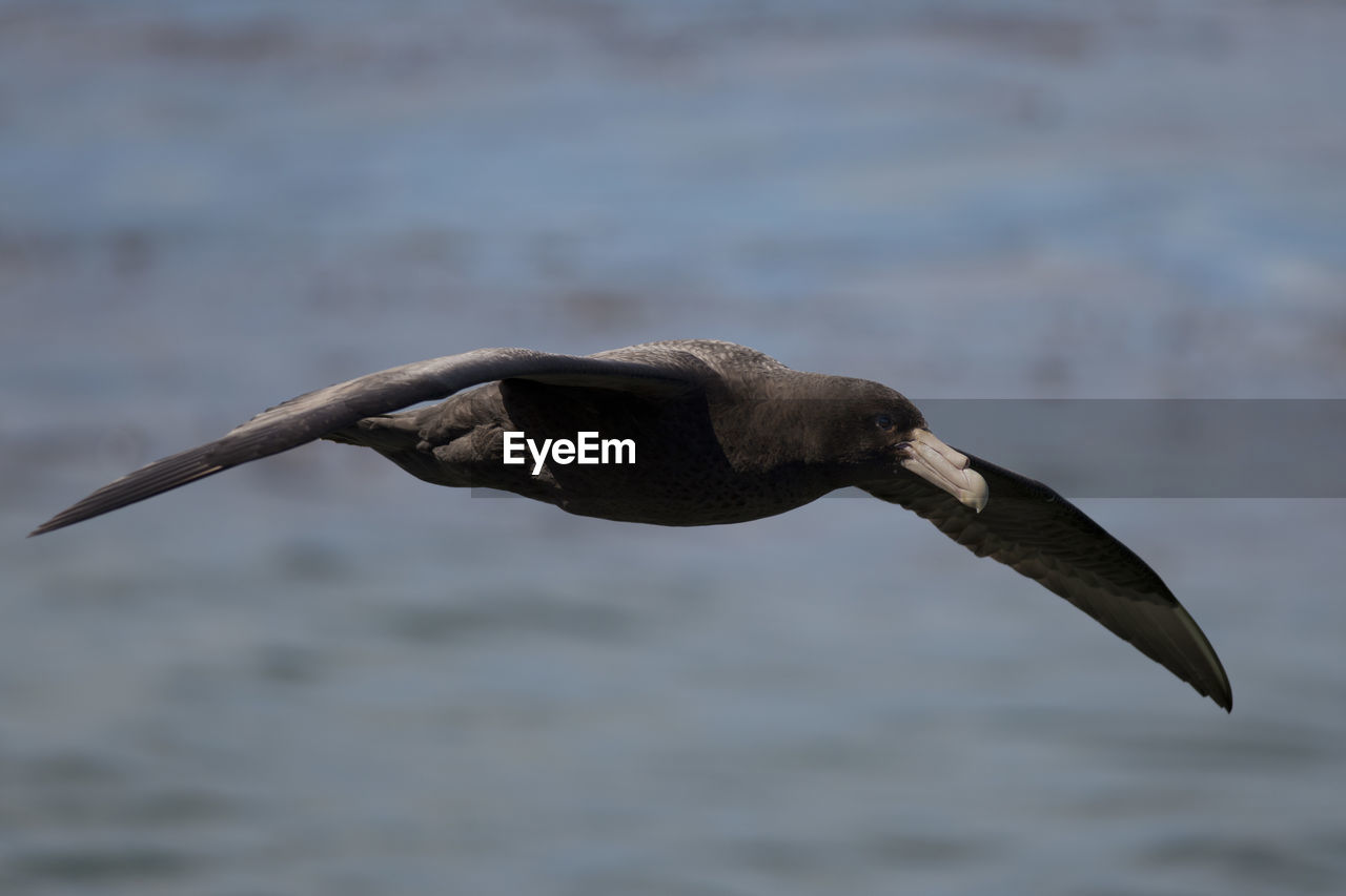 SEAGULL FLYING OVER SEA AGAINST SKY