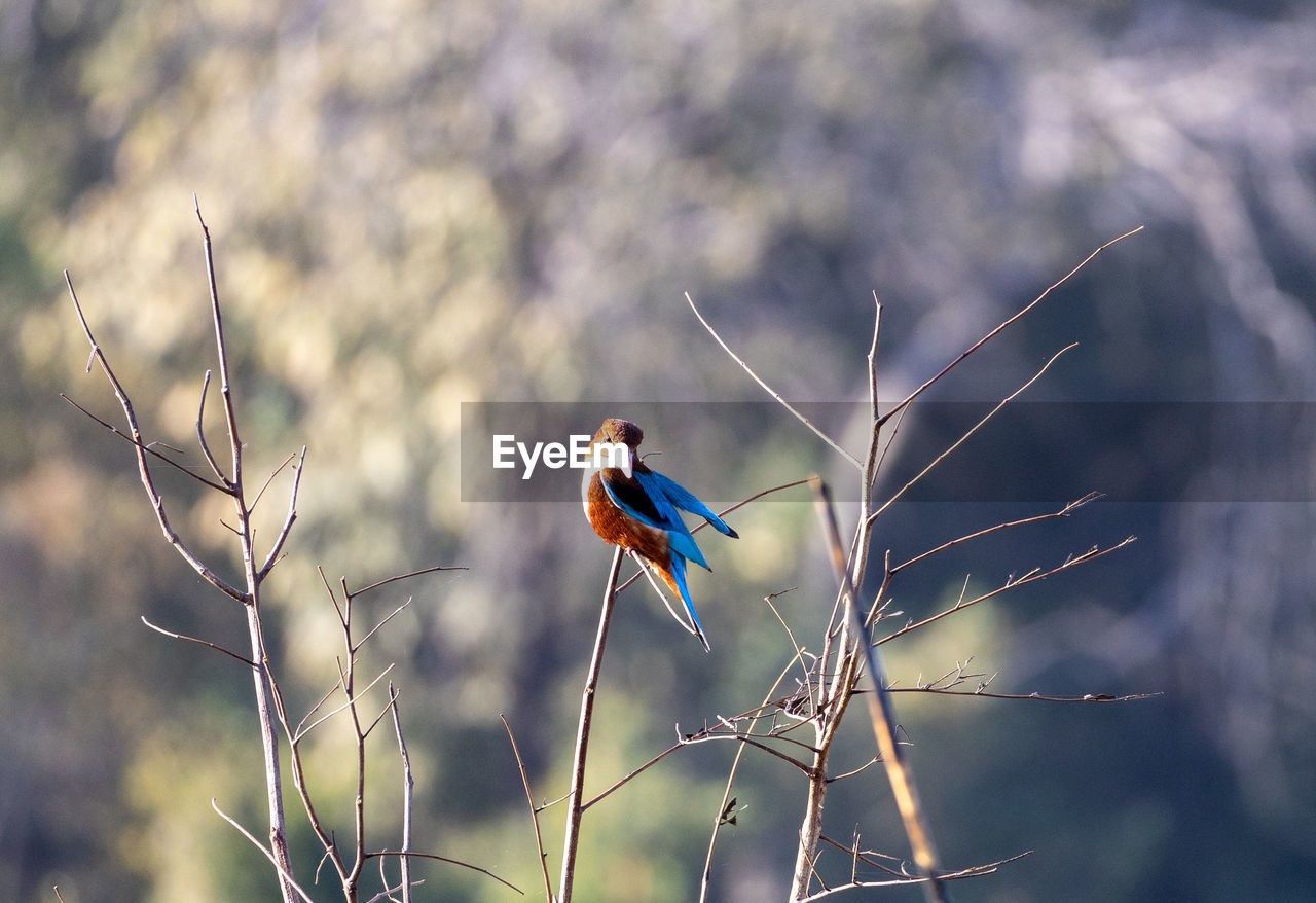 nature, animal, animal wildlife, animal themes, bird, branch, plant, flower, wildlife, one animal, grass, tree, outdoors, beauty in nature, no people, focus on foreground, environment, macro photography, leaf, land, forest, close-up, perching