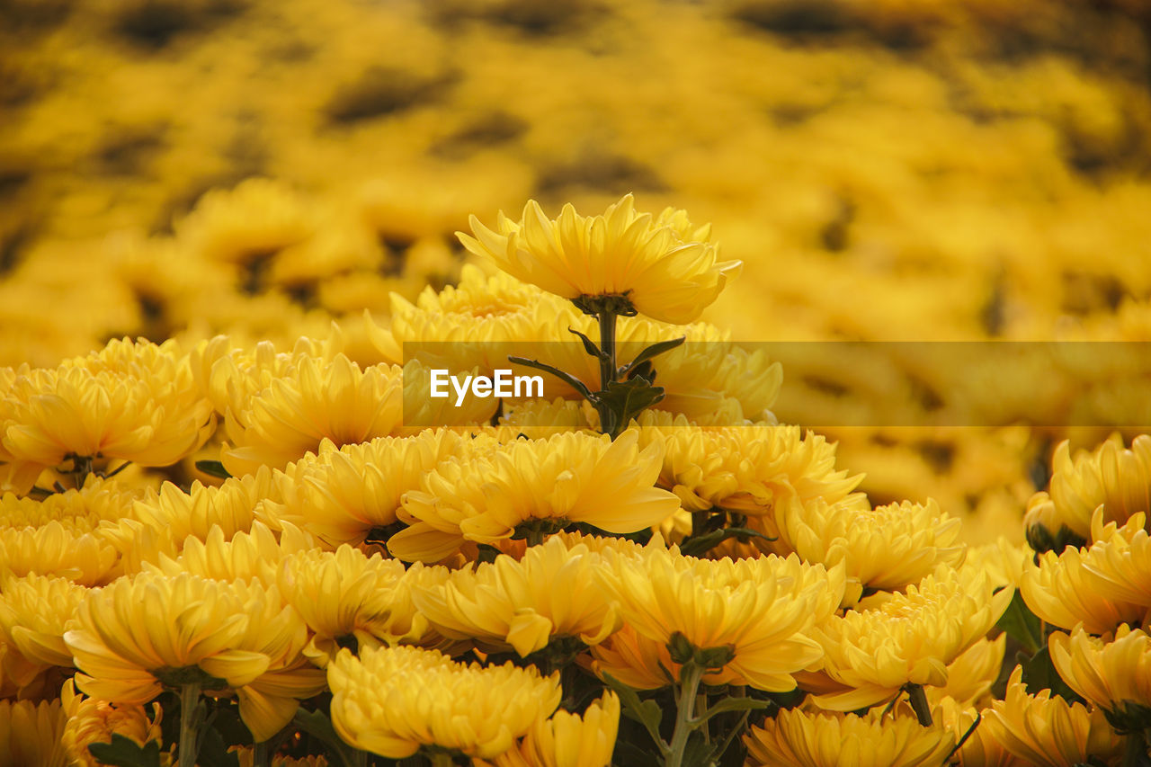 CLOSE-UP OF HONEY BEE ON YELLOW FLOWERING