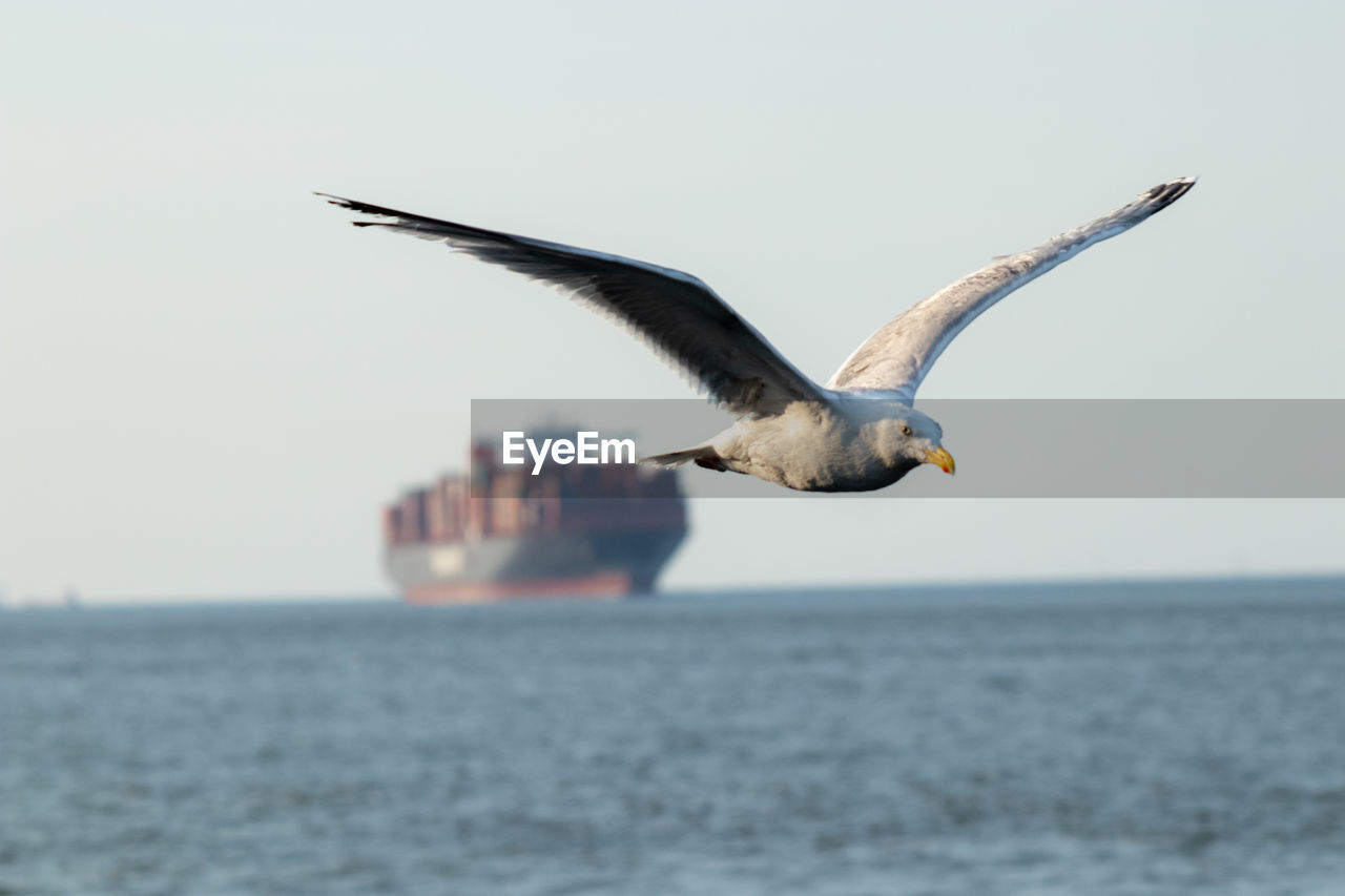 SEAGULL FLYING ABOVE SEA