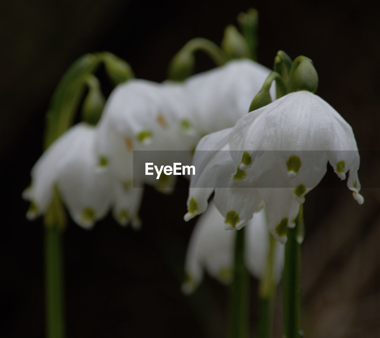 CLOSE-UP OF WHITE FLOWERS BLOOMING OUTDOORS