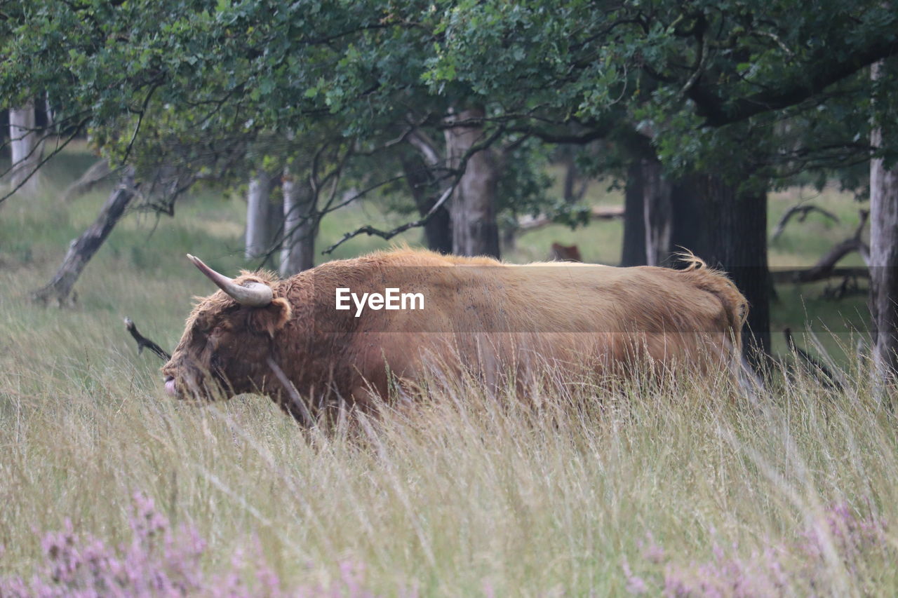 View of cow on field