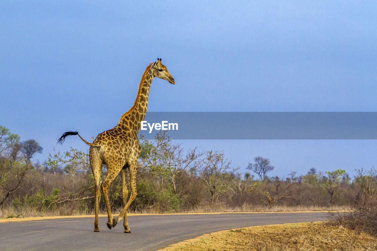 Low angle view of giraffe running on road against sky