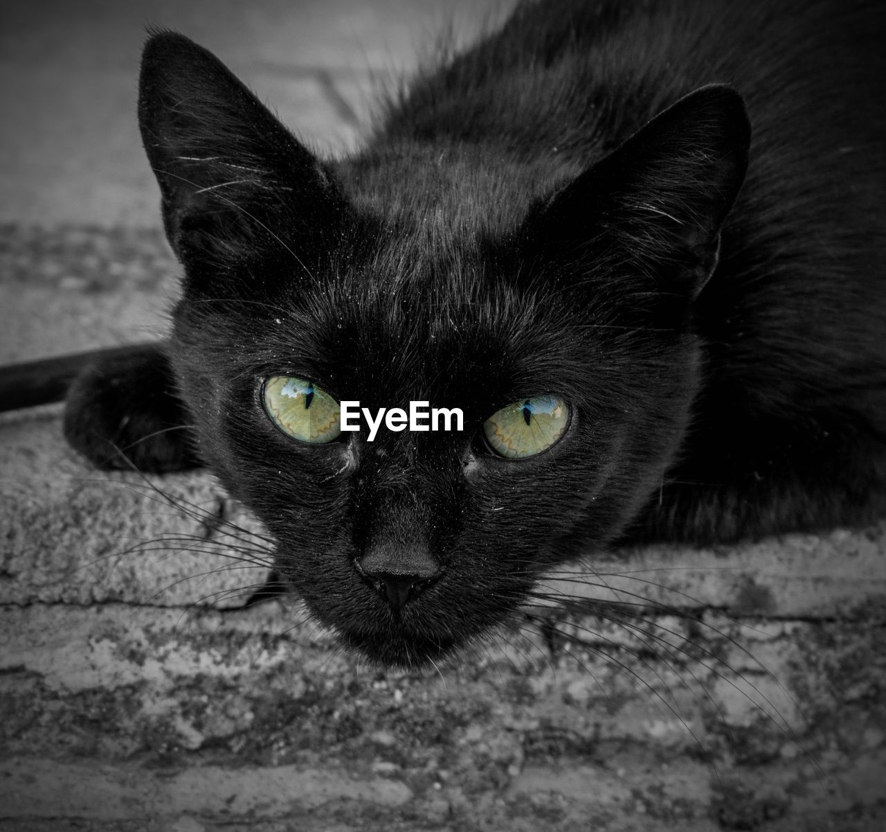 Close-up portrait of black cat