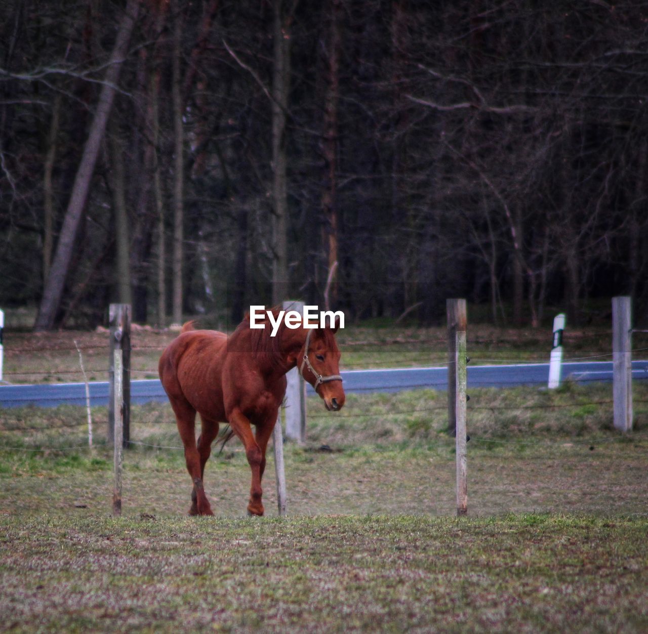 Horse standing in a field