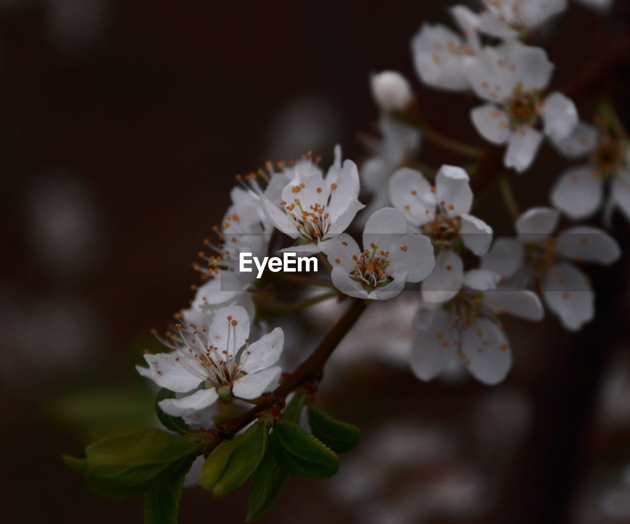 CLOSE-UP OF WHITE FLOWERS