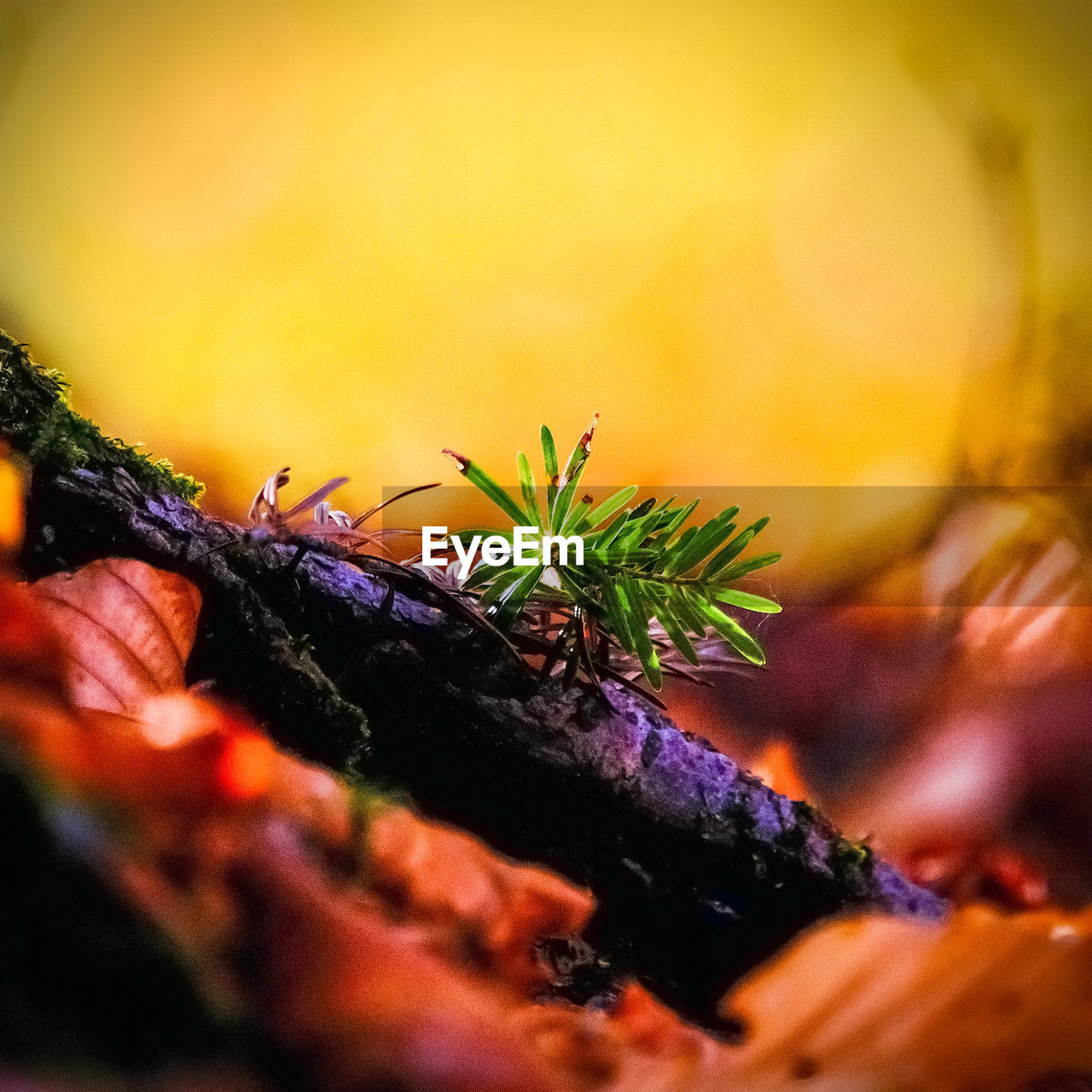plant, macro photography, close-up, leaf, nature, no people, selective focus, tree, autumn, branch, flower, yellow, outdoors, plant part, coniferous tree, pinaceae, beauty in nature, pine tree, growth, food, day