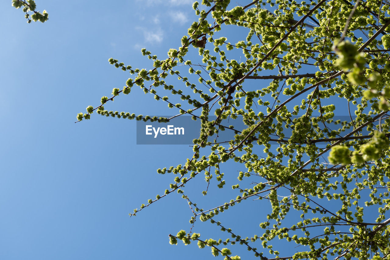 sky, plant, tree, branch, nature, blue, low angle view, flower, no people, beauty in nature, growth, leaf, blossom, clear sky, day, outdoors, freshness, sunny, tranquility, sunlight