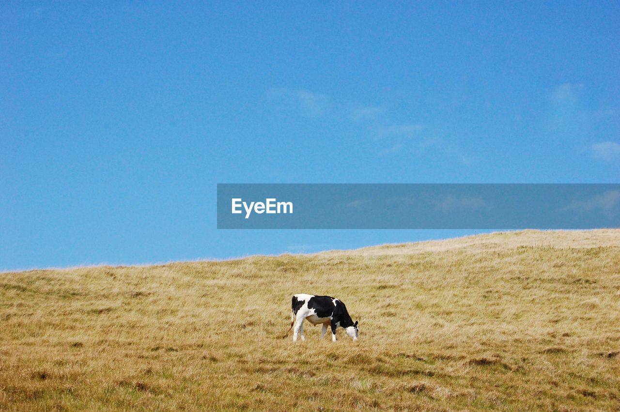 Low angle view of cow grazing on hill against blue sky