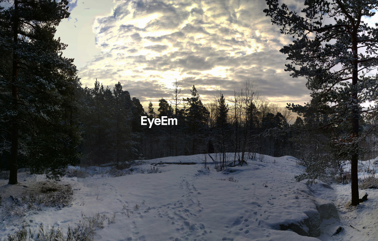 TREES ON SNOWY LANDSCAPE AGAINST SKY DURING SUNSET