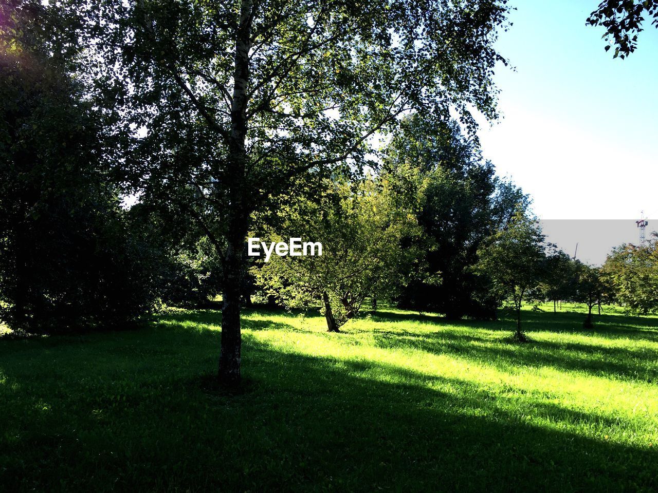 TREES ON GRASSY FIELD