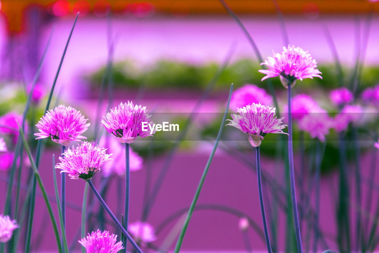 CLOSE-UP OF PURPLE FLOWERING PLANT