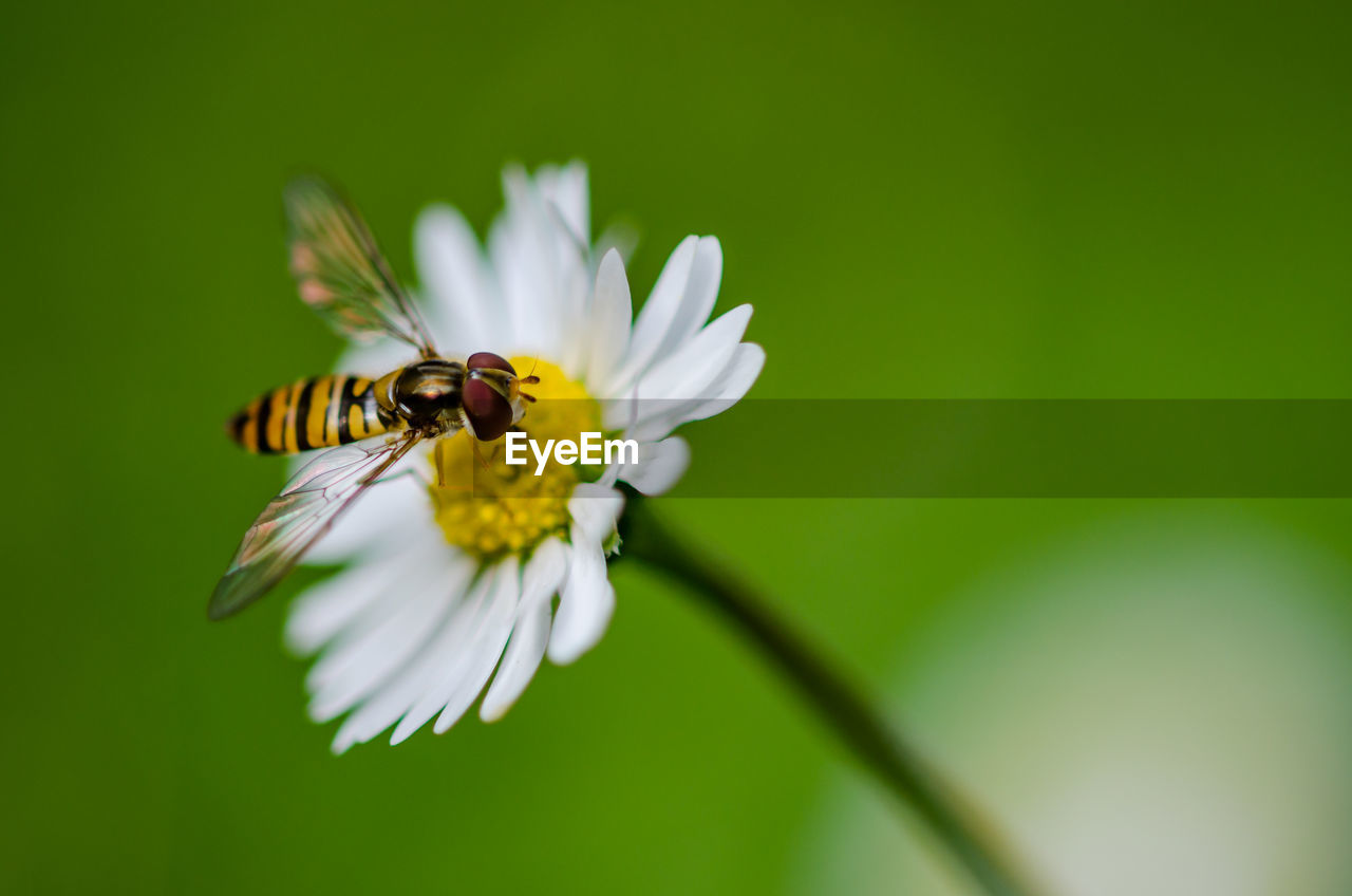 Close-up of bee pollinating on flower