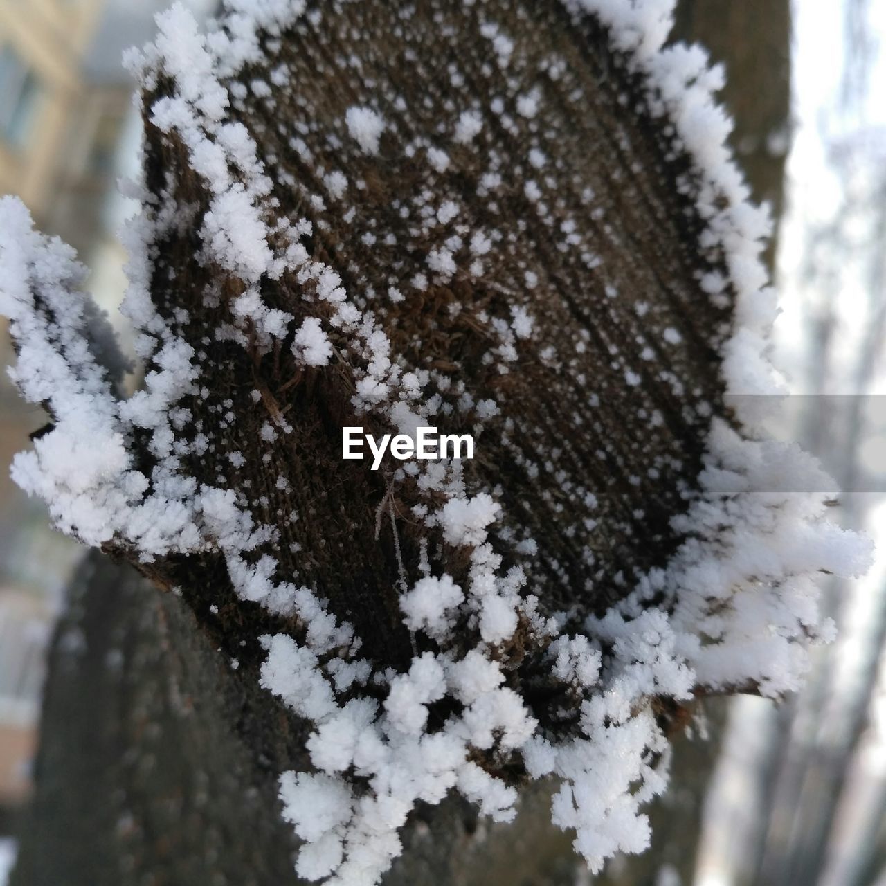 CLOSE-UP OF FROZEN TREE