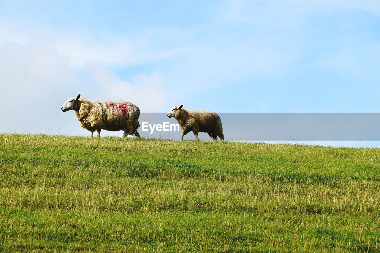 Sheep walking on grassy field against sky