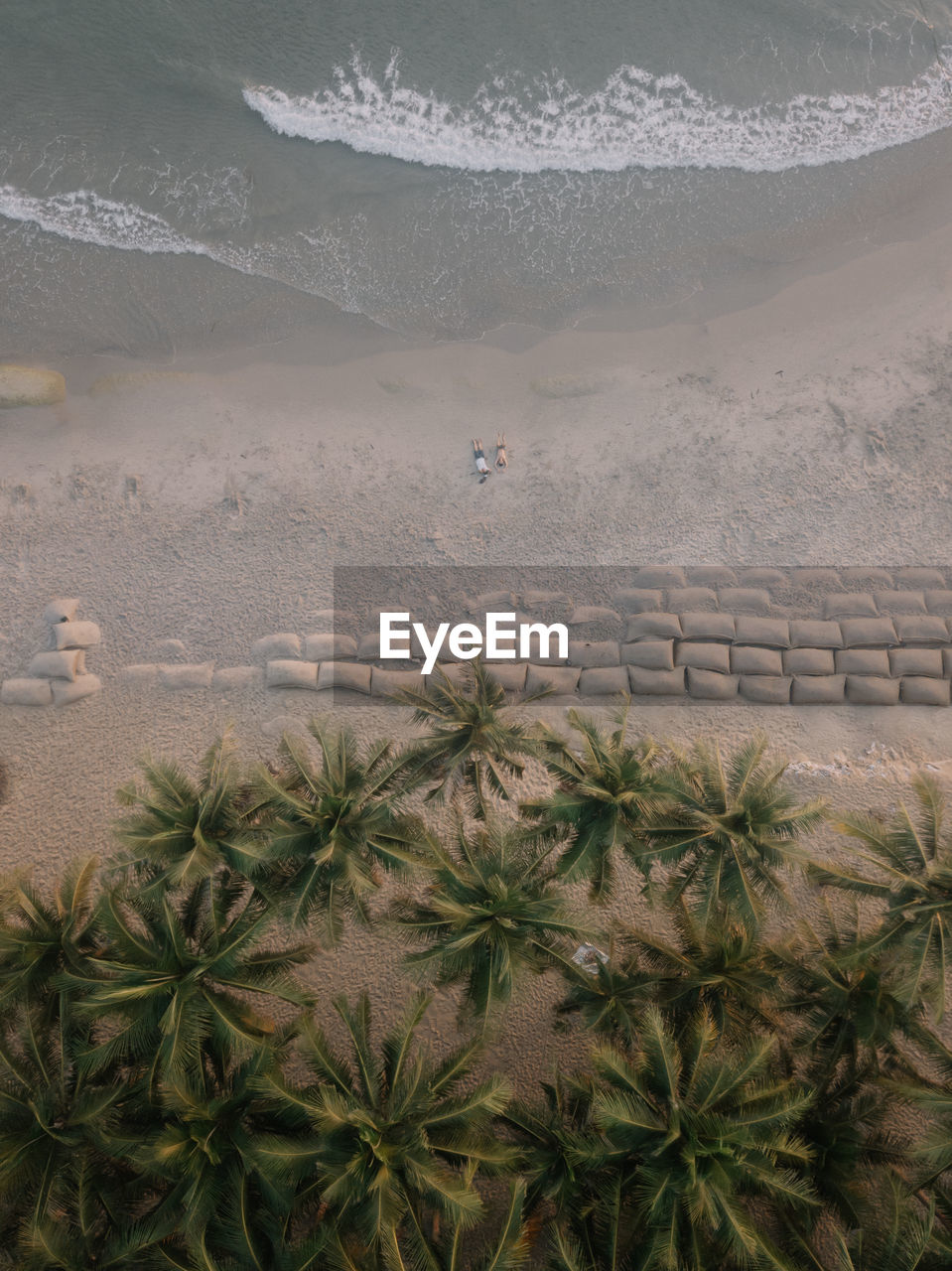 High angle view of palm trees on sand