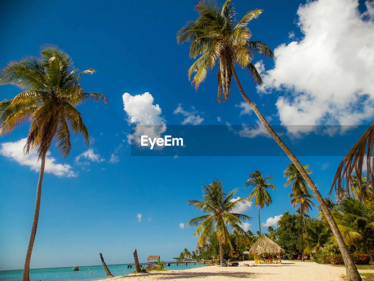 Coconut palm trees at beach against sky
