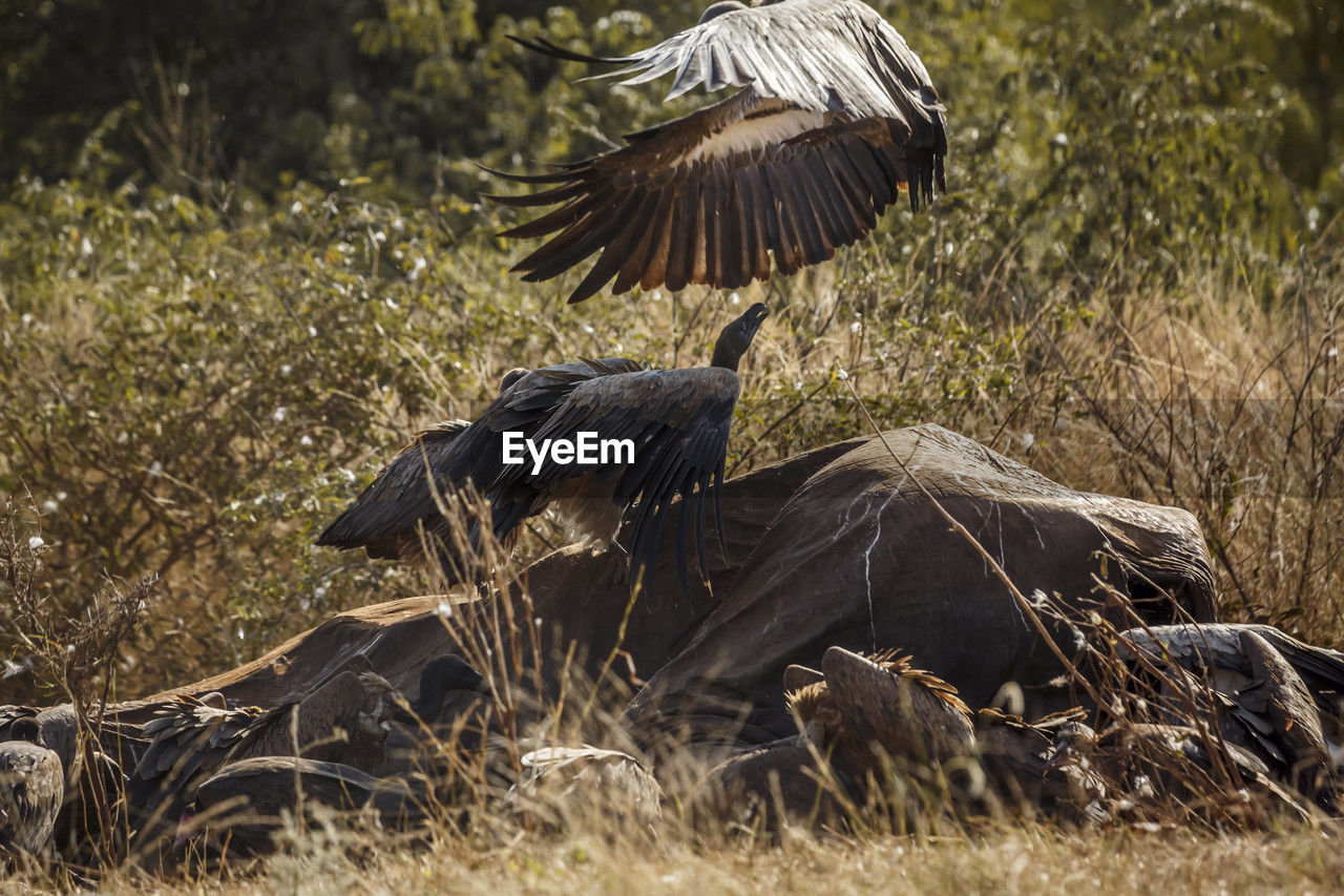 high angle view of bird