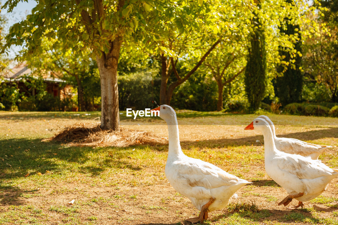 Geese wander around a farm yard. 