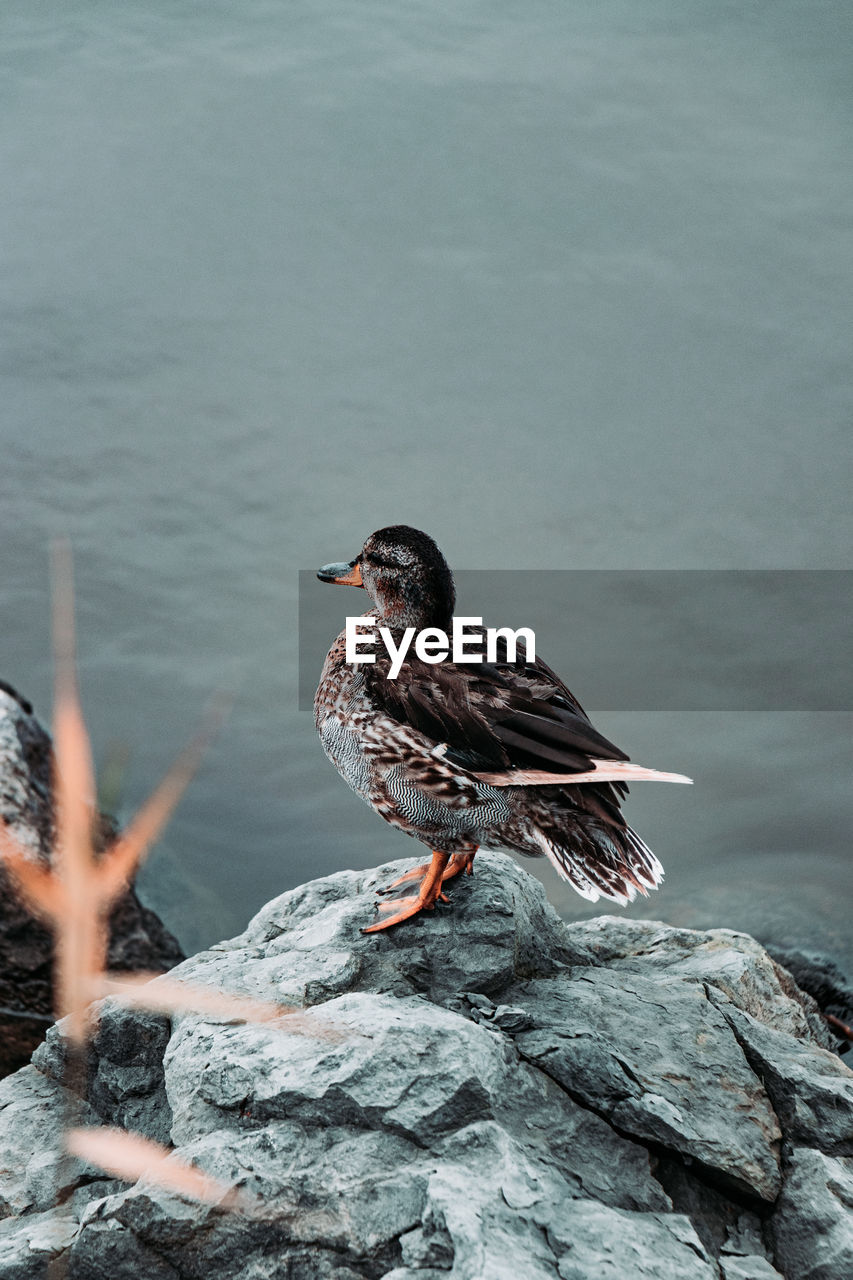 VIEW OF BIRD PERCHING ON ROCK