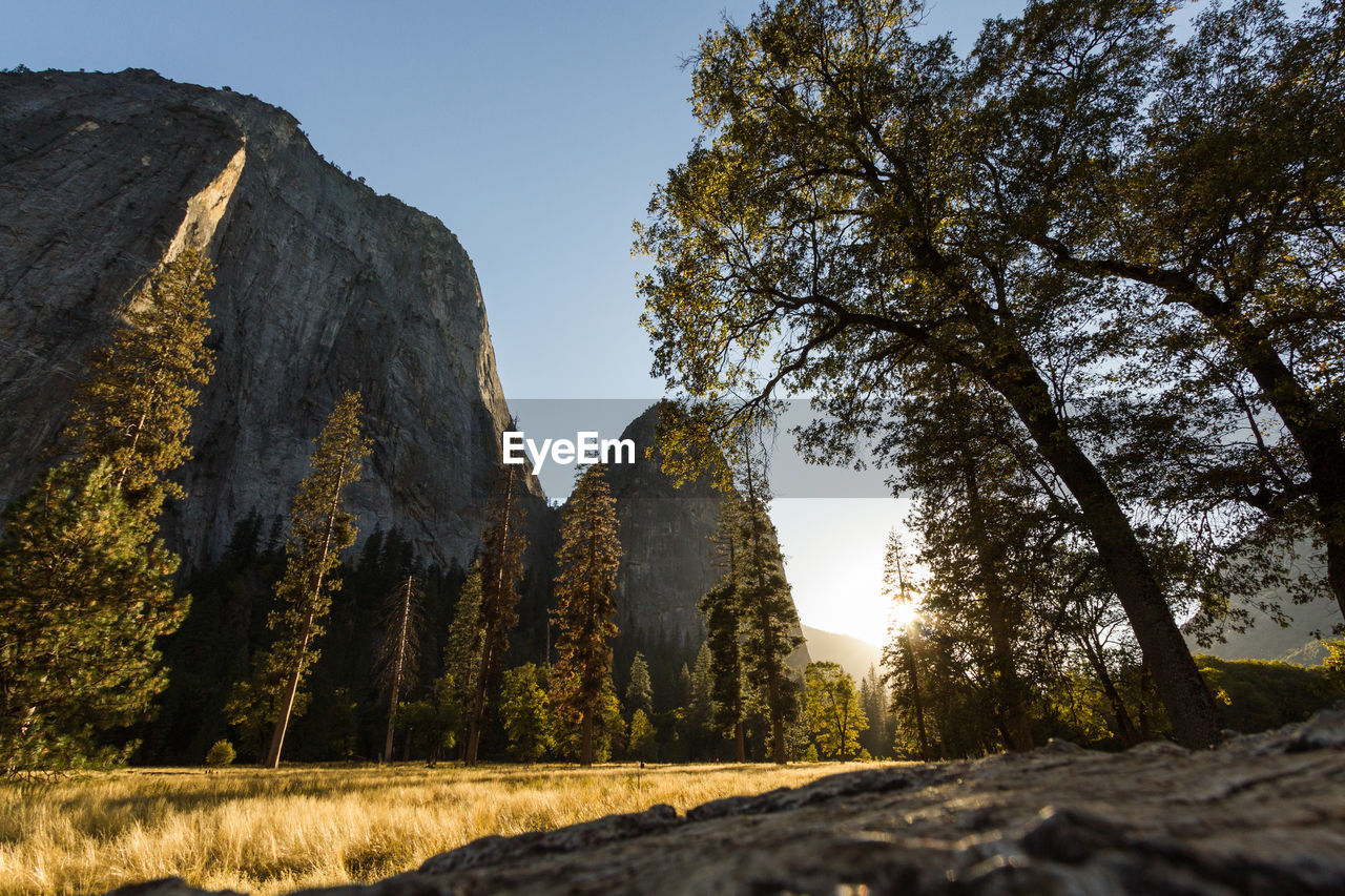 Trees growing on rocks against sky