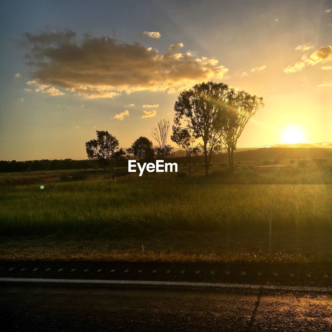 SILHOUETTE TREE ON FIELD AGAINST SKY DURING SUNSET