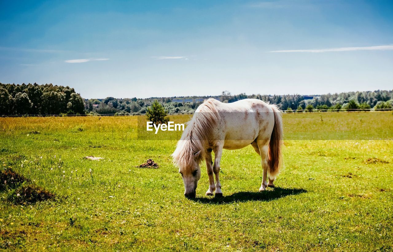 Horse standing on field against sky