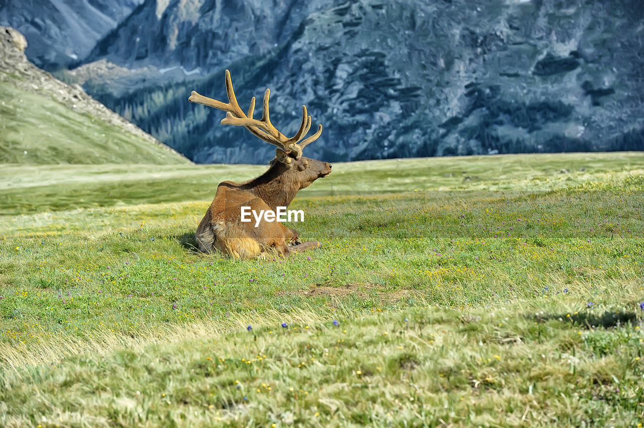 DEER ON FIELD