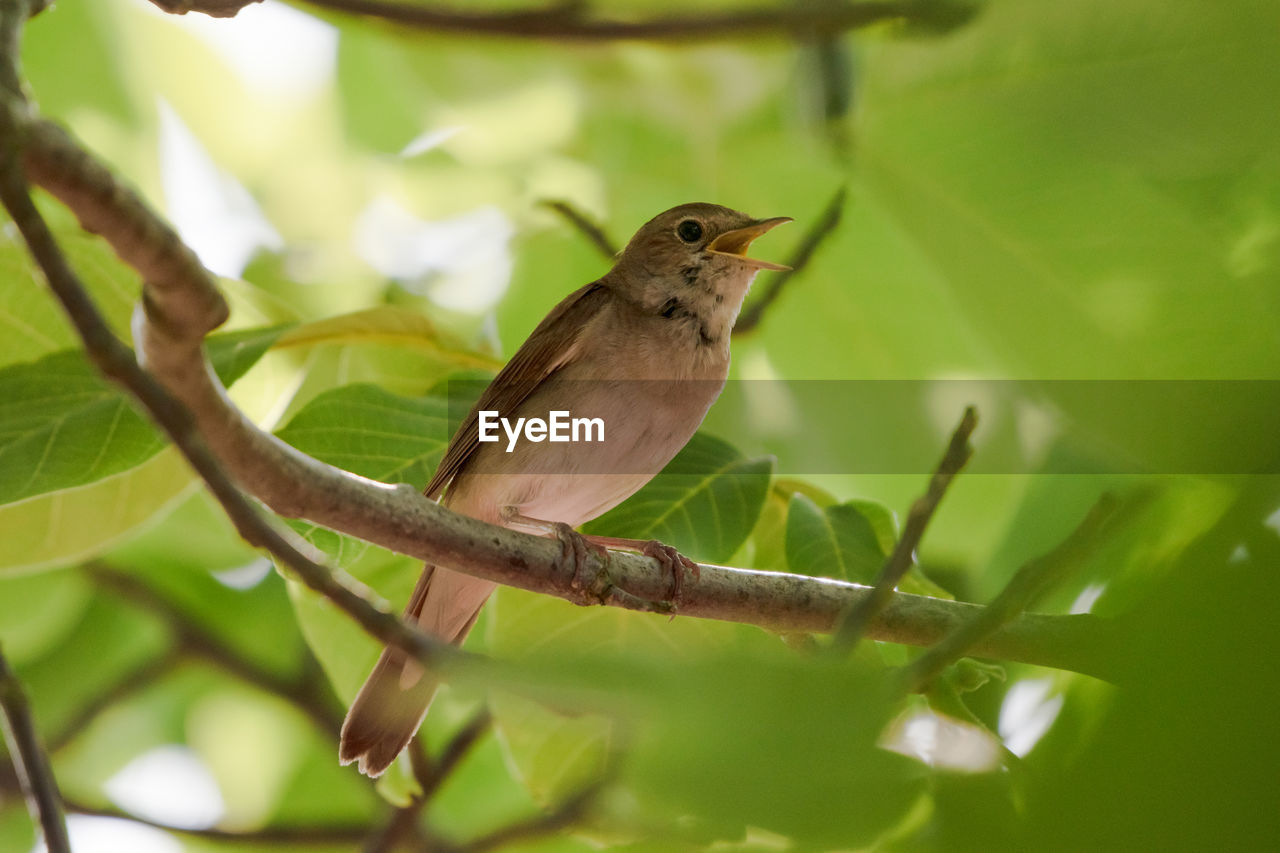 SMALL BIRD PERCHING ON A BRANCH