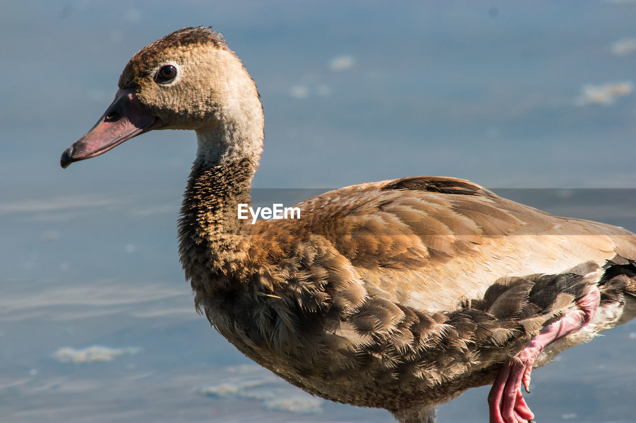 CLOSE-UP OF DUCK