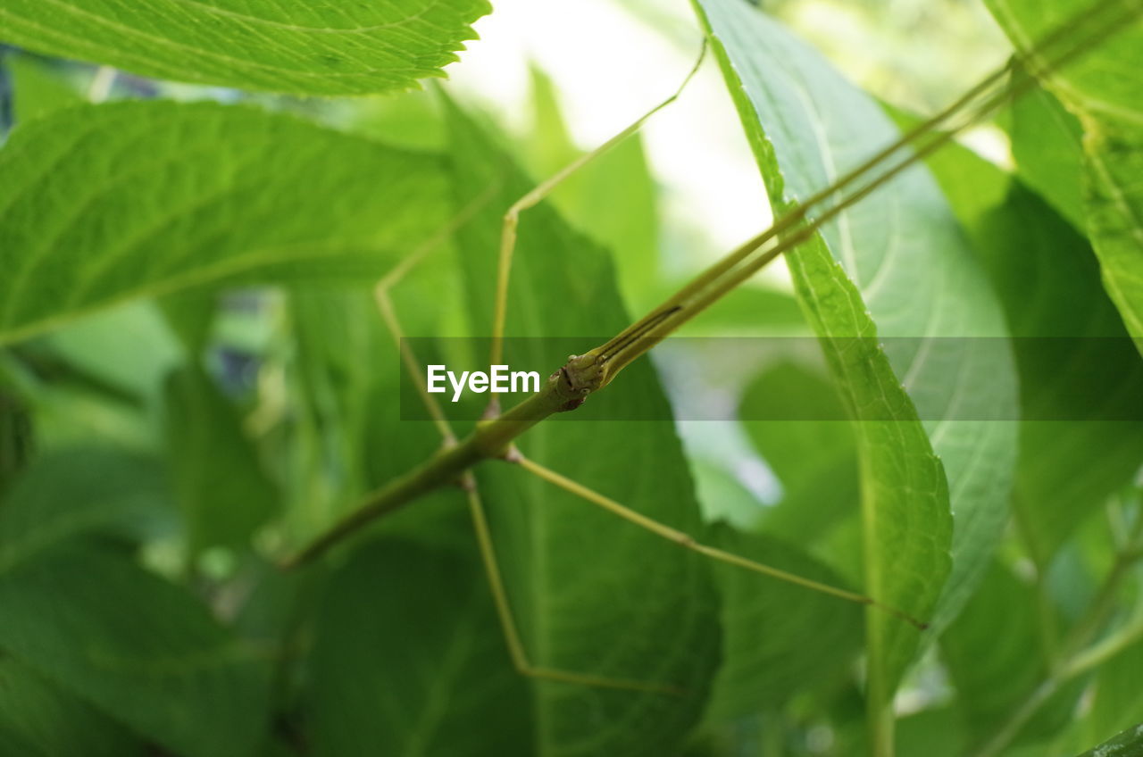 CLOSE-UP OF INSECT ON PLANT