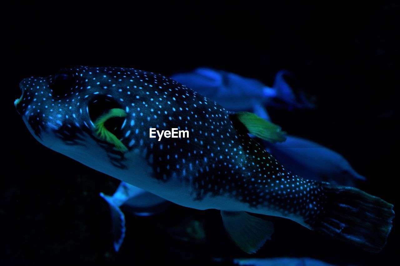 CLOSE-UP OF FISH SWIMMING
