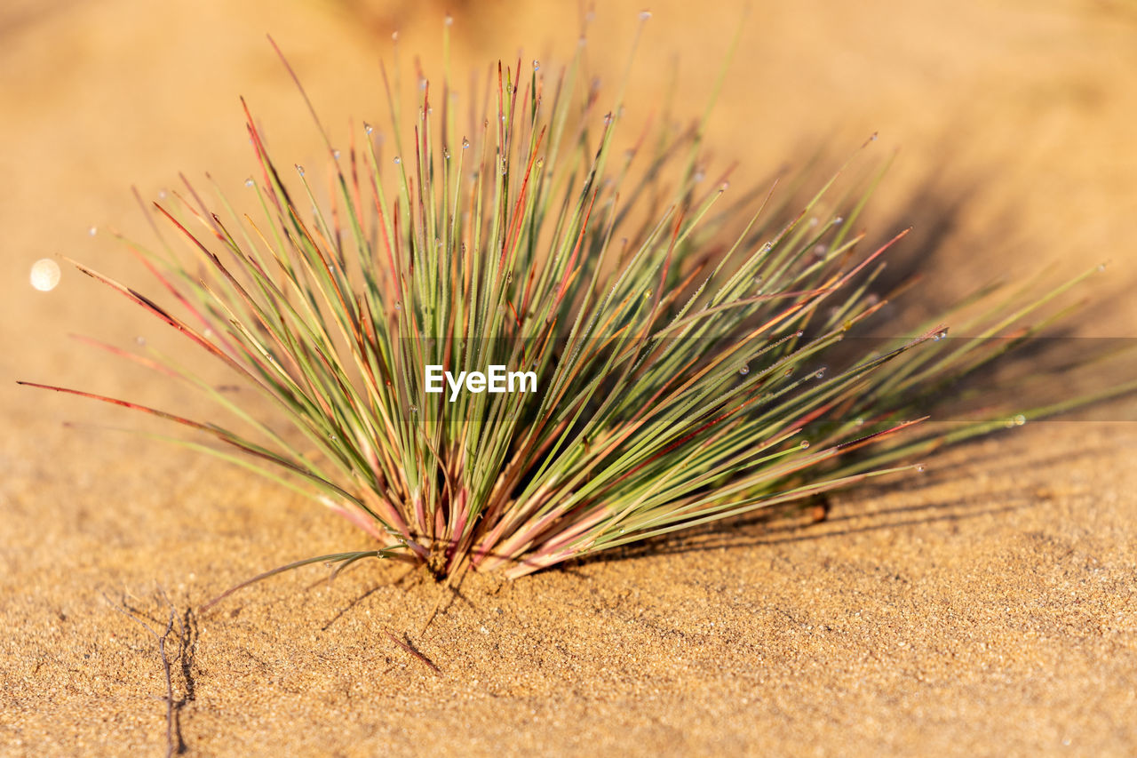 CLOSE-UP OF PLANTS GROWING ON FIELD