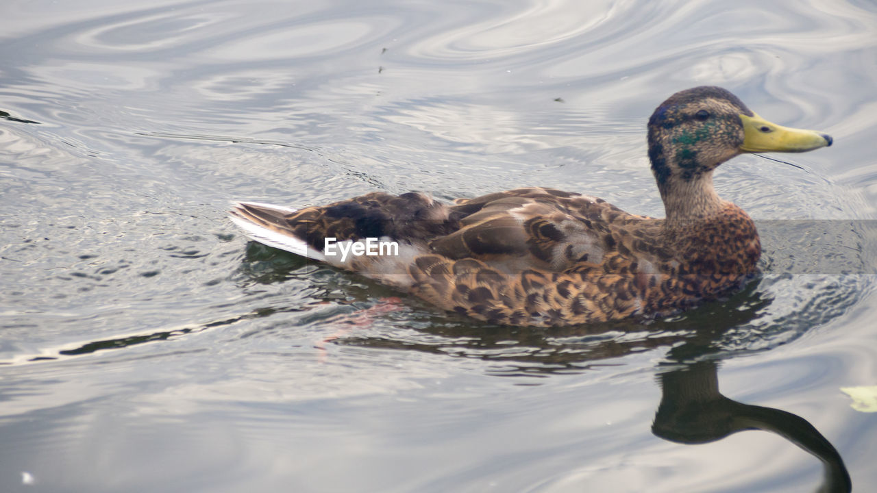 DUCK FLOATING ON A LAKE