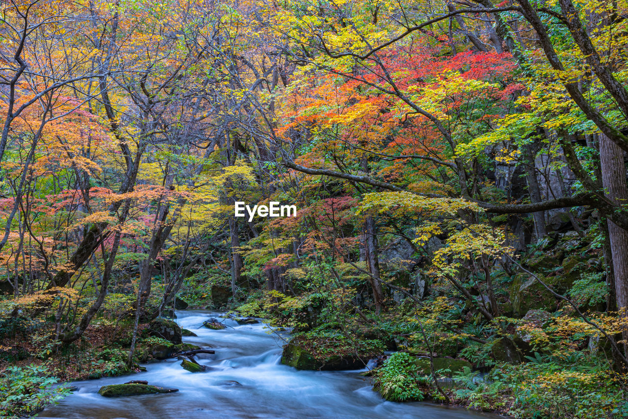 VIEW OF AUTUMNAL TREES IN FOREST