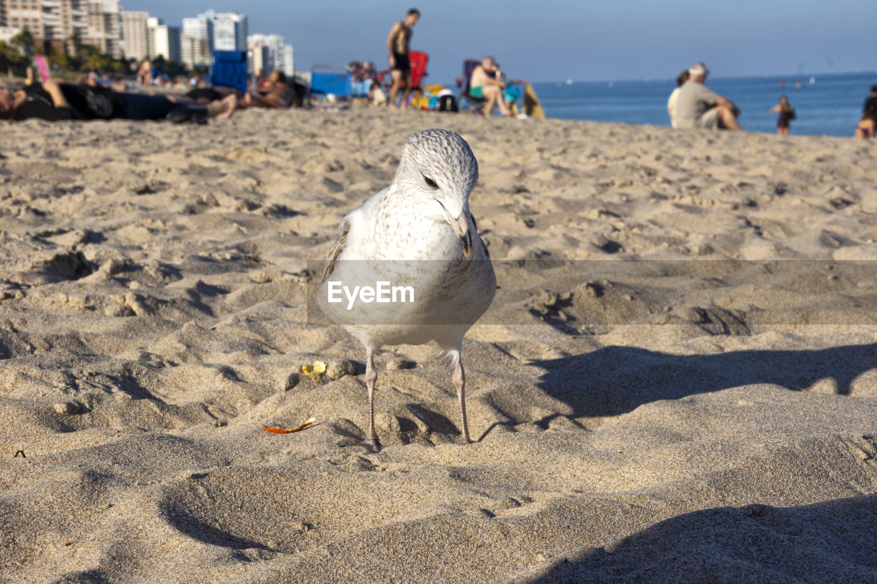 FLOCK OF BIRDS ON BEACH