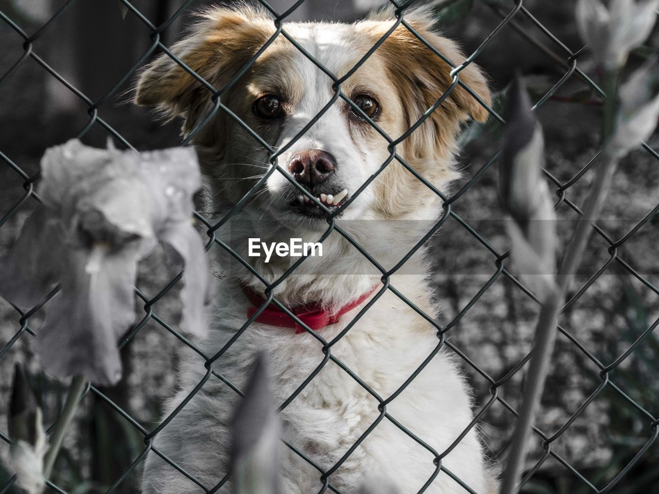 CLOSE-UP PORTRAIT OF PUPPY