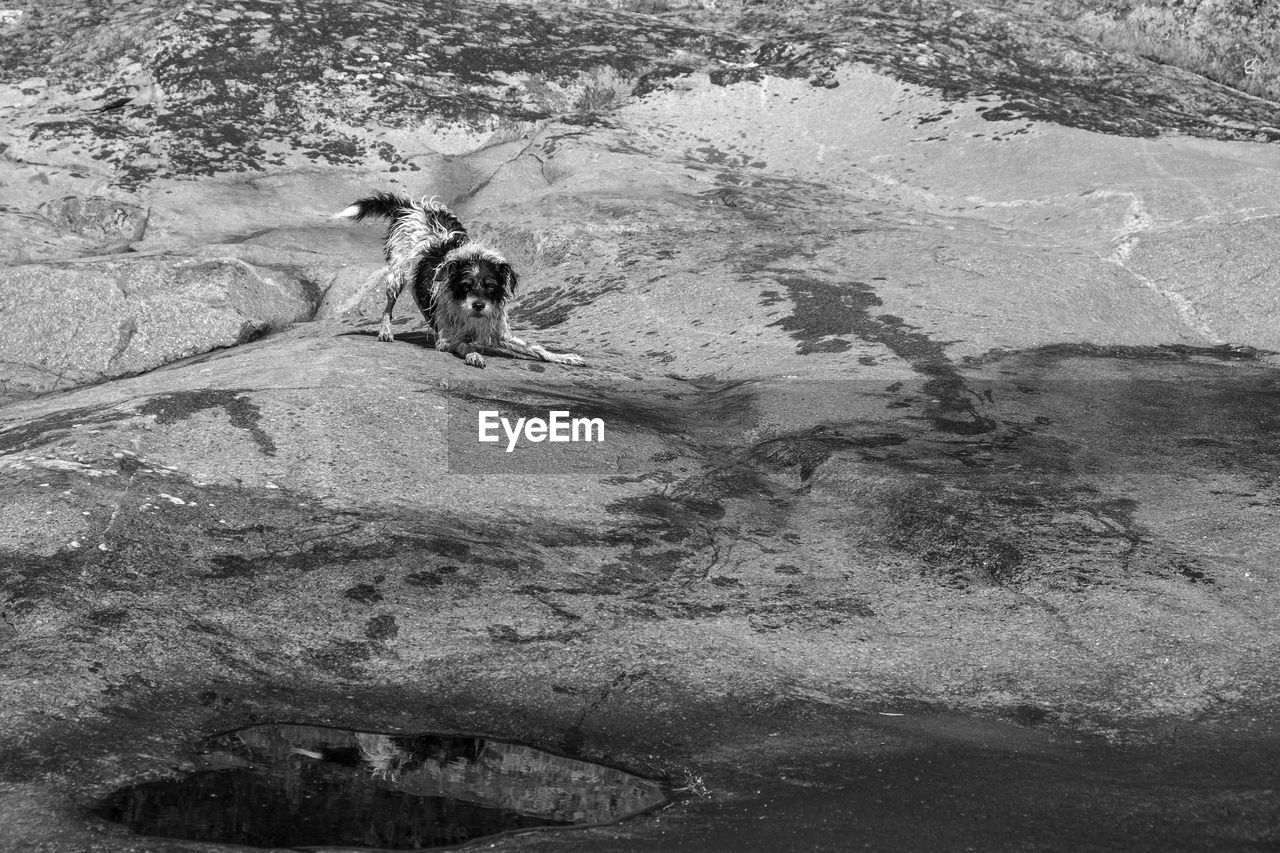Dog playing on a rock