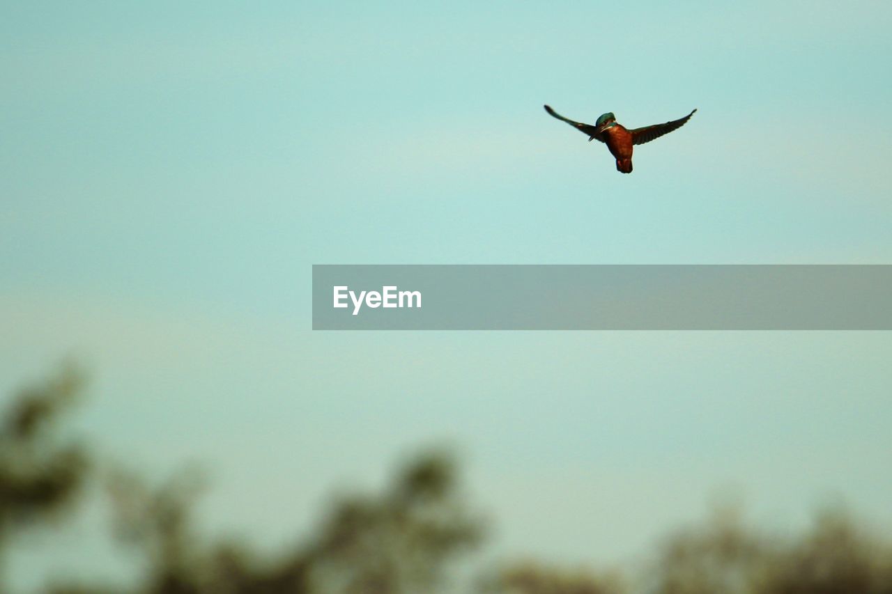 Low angle view of a kingfisher hovering against sky