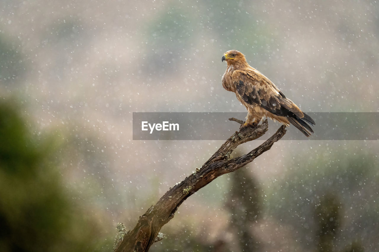 Tawny eagle on dead branch in rain