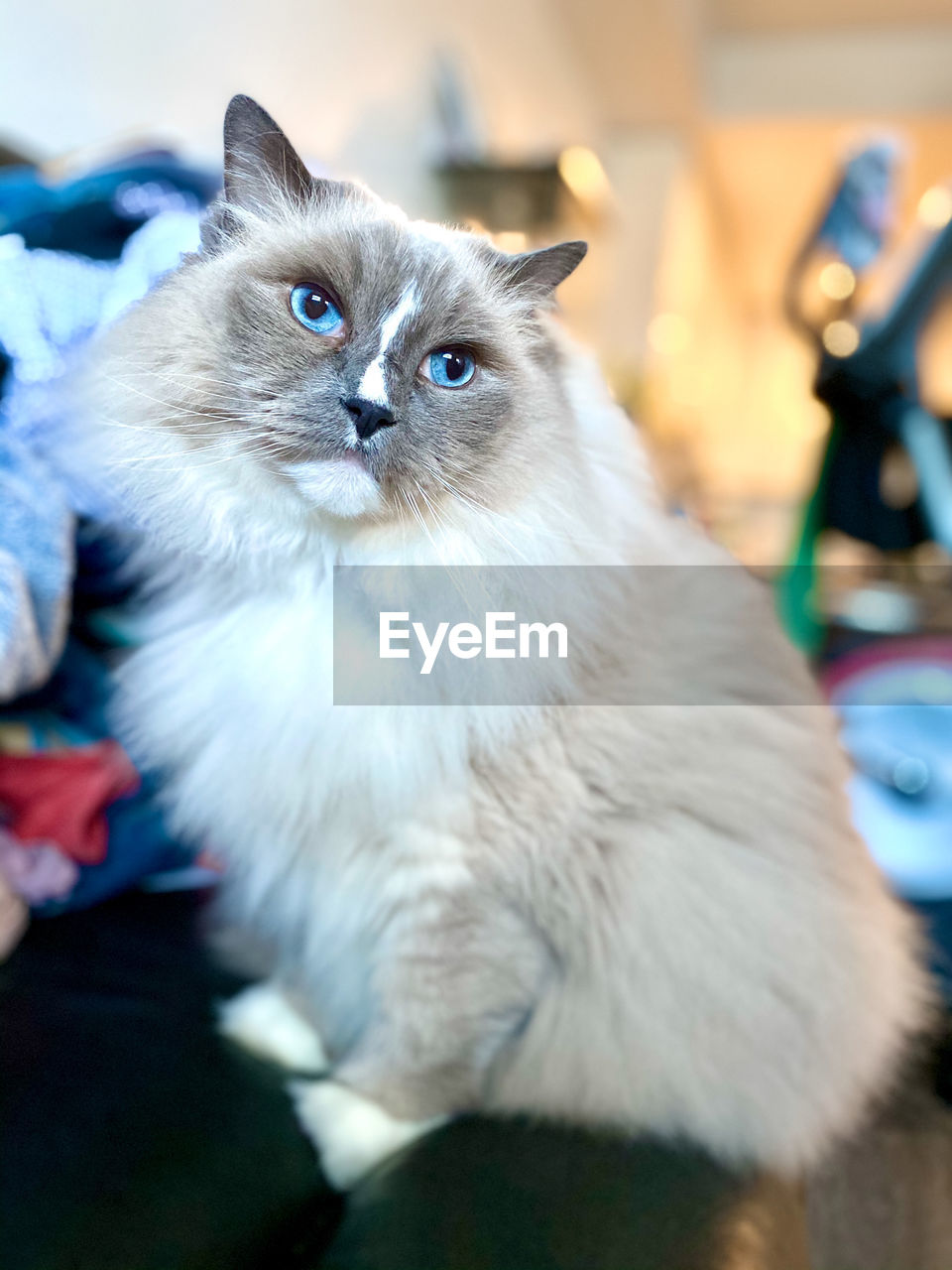 Close-up of cat sitting at home