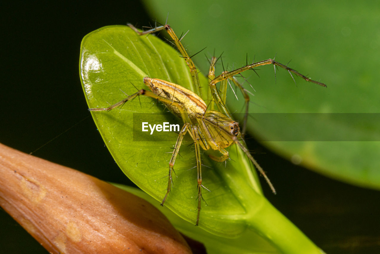 CLOSE-UP OF INSECT ON PLANT
