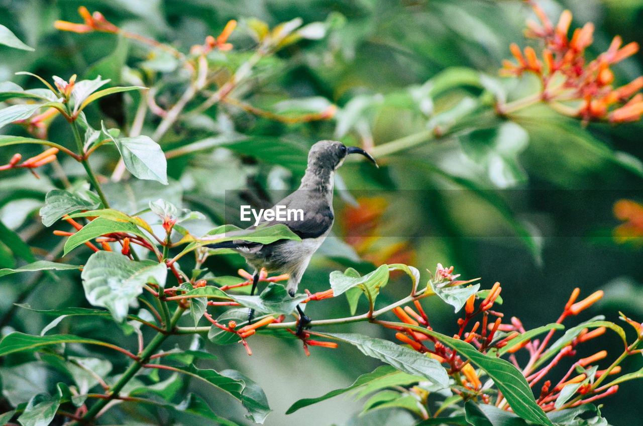 Close-up of bird perching on tree