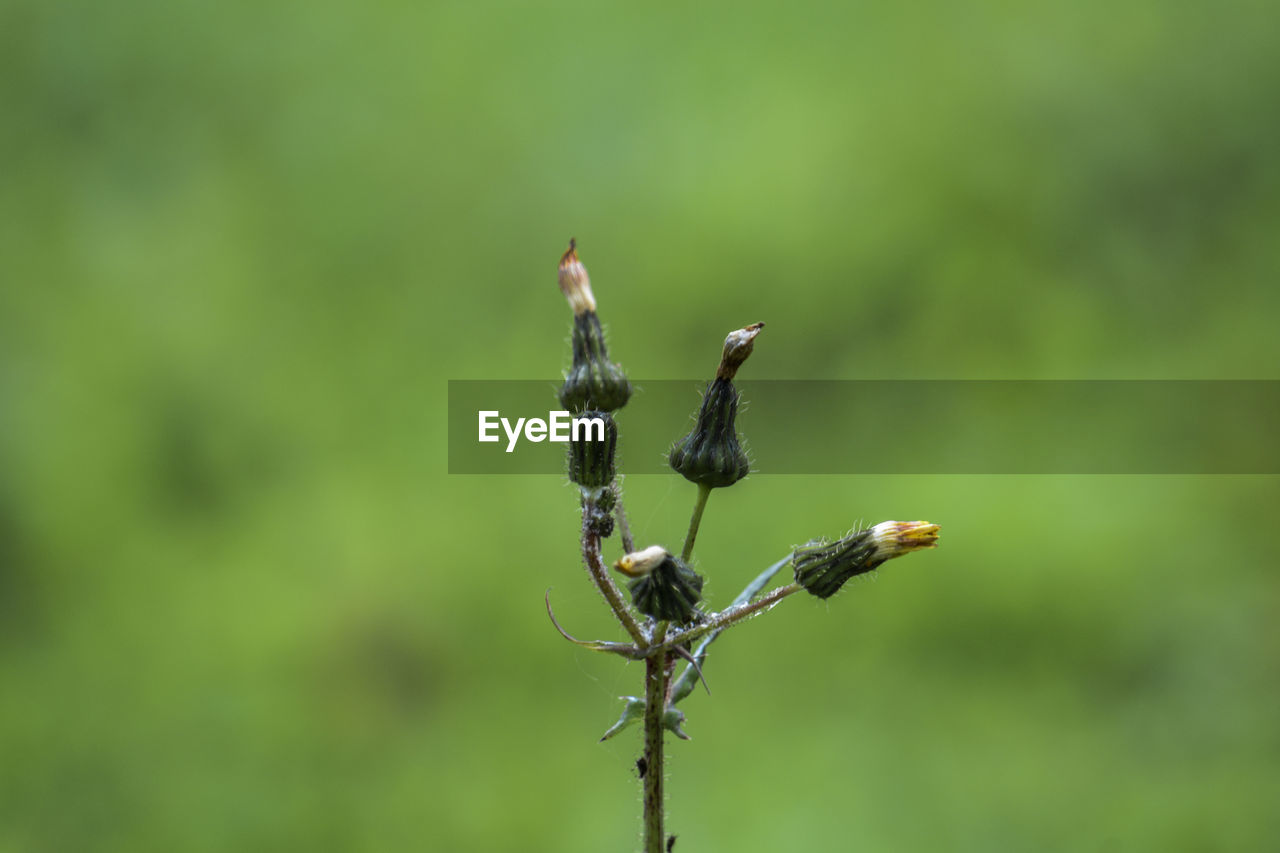 Close-up of a plant