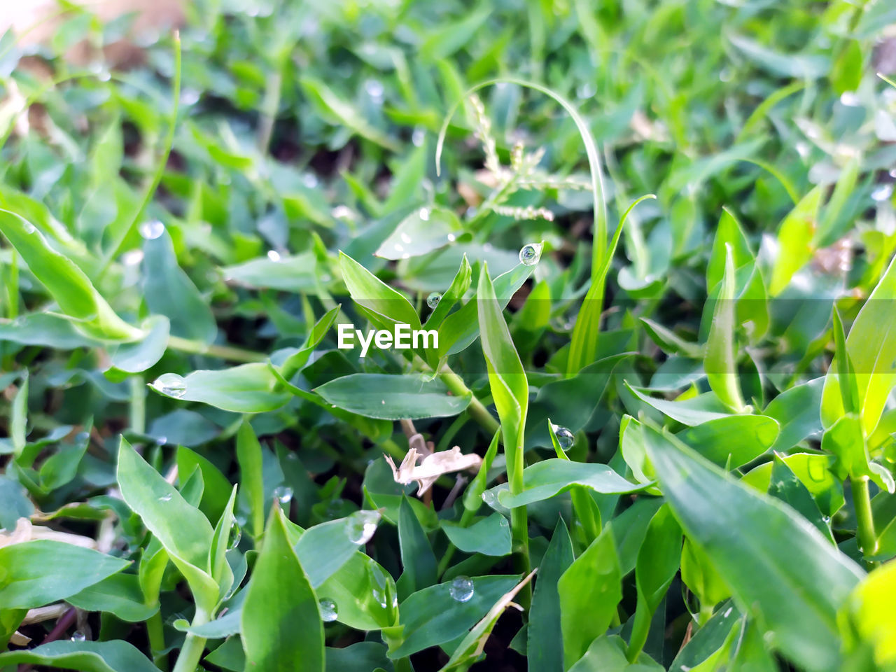 CLOSE-UP OF FRESH GREEN PLANT