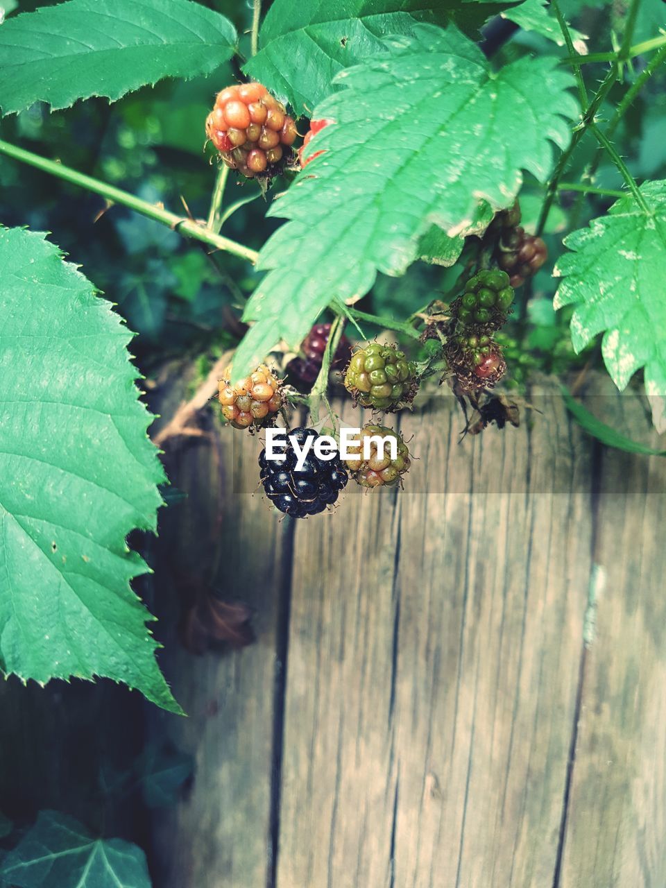 CLOSE-UP OF FRESH FRUITS ON PLANT