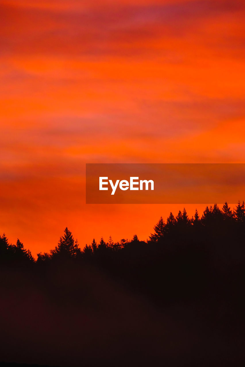 Silhouette trees against dramatic sky during sunset.